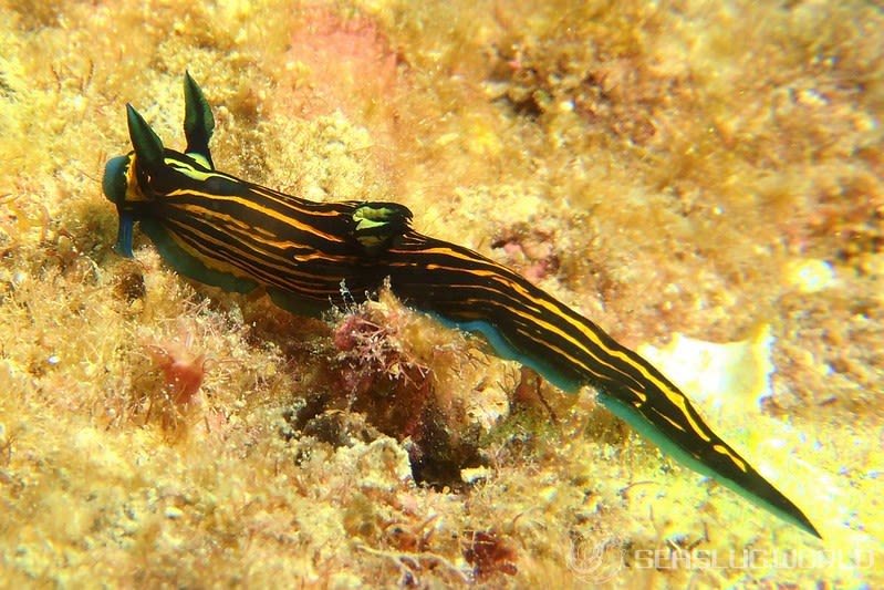 イシガキリュウグウウミウシ Tyrannodoris luteolineata