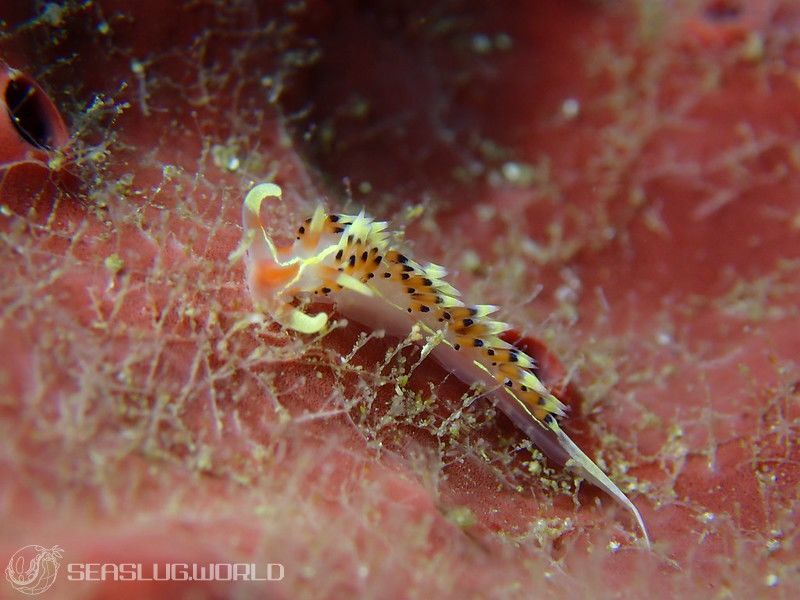 ヒブサミノウミウシ Caloria indica