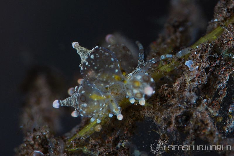 マトミノウミウシ Eubranchus ocellatus