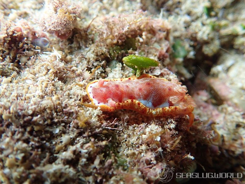 ミカドウミウシ Hexabranchus lacer