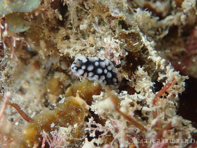 コウシンウミウシ Dendrodoris carbunculosa