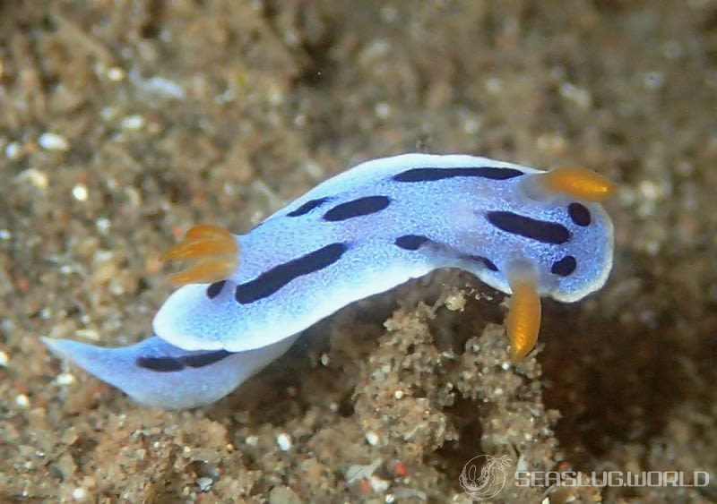 クロモドーリス・ダイアナエ Chromodoris dianae