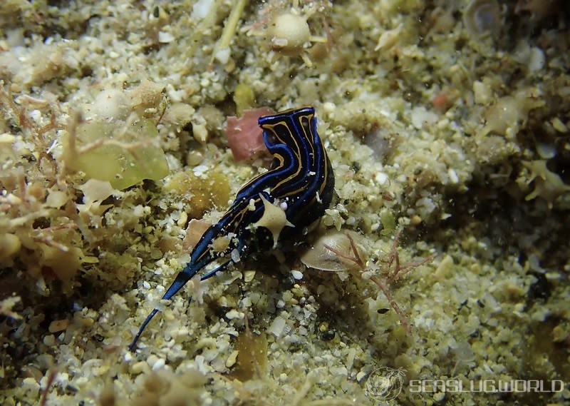 ニシキツバメガイ Chelidonura hirundinina