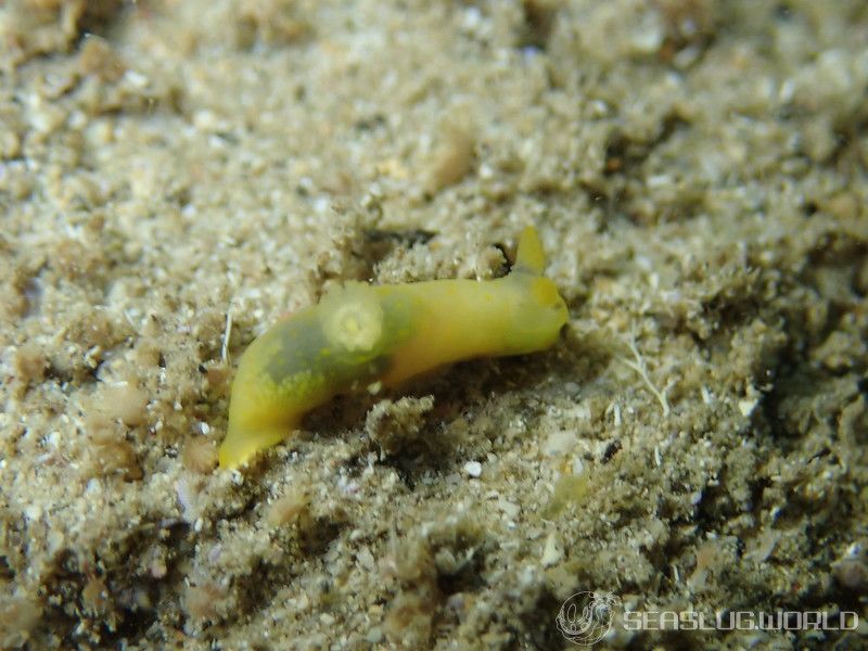 キヌハダウミウシ属の一種 33 Gymnodoris sp.33