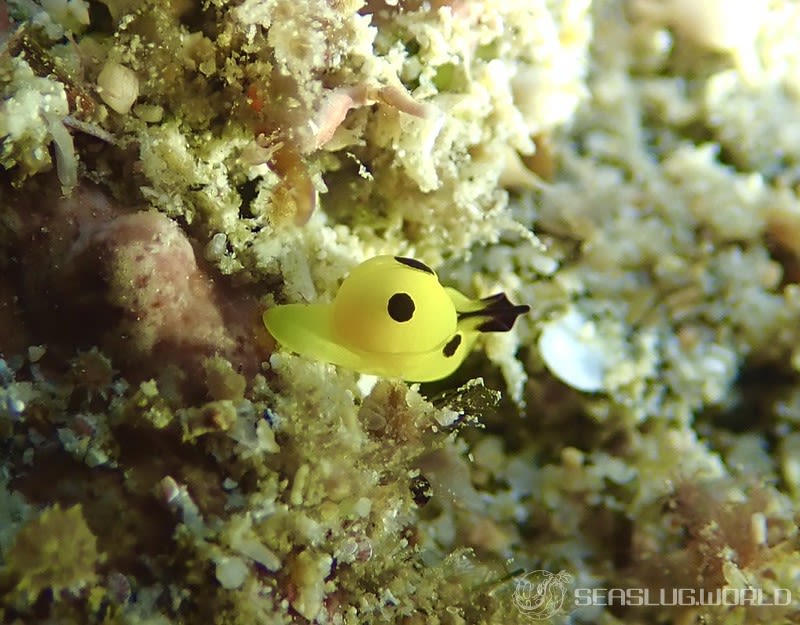 キイロウミコチョウ Siphopteron flavum