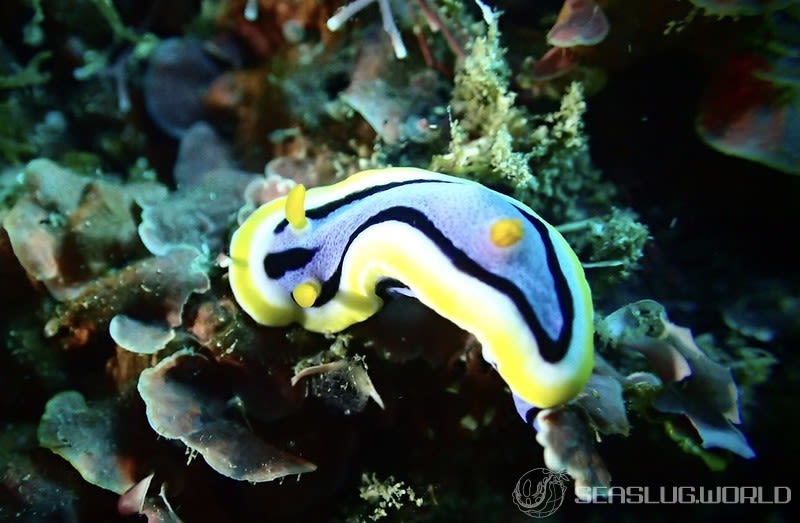 アンナウミウシ Chromodoris annae