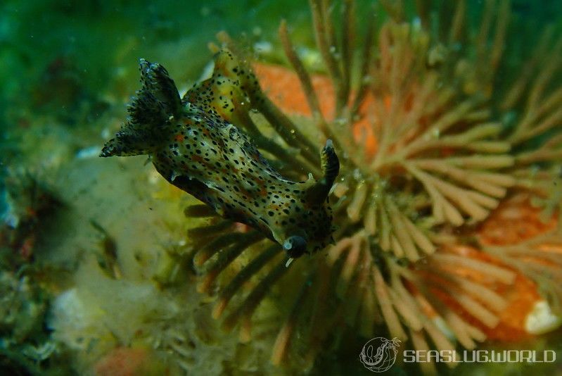 フジタウミウシ Polycera fujitai