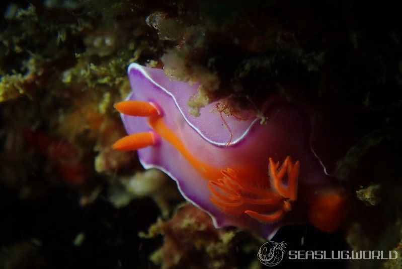 フタイロニシキウミウシ Ceratosoma bicolor