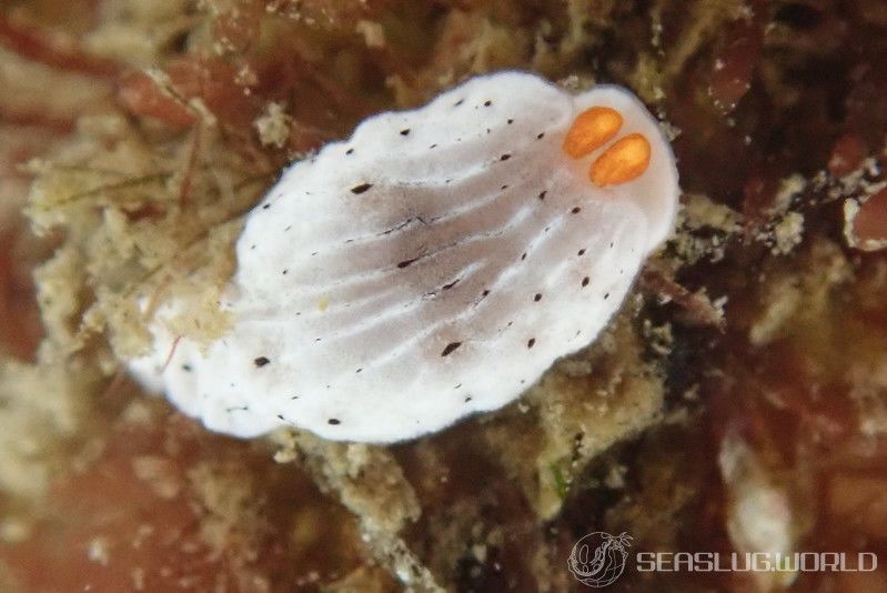 オトメウミウシ Dermatobranchus otome