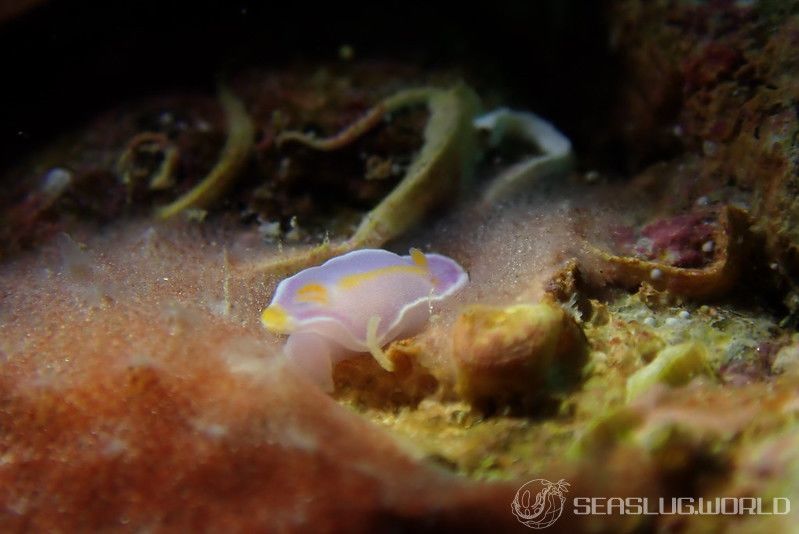 フタイロニシキウミウシ Ceratosoma bicolor