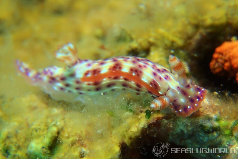 センテンイロウミウシ Hypselodoris decorata