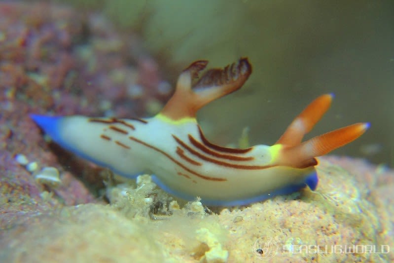 セグロリュウグウウミウシ Nembrotha chamberlaini