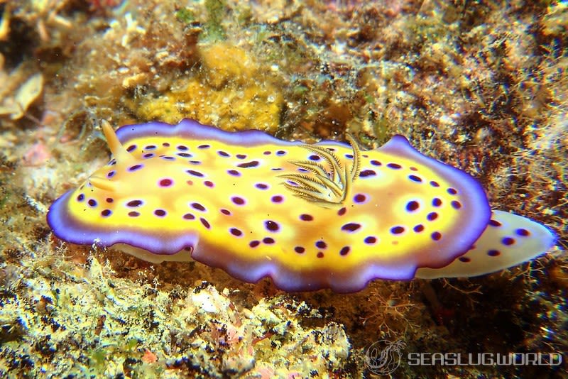 オトヒメウミウシ Goniobranchus kuniei