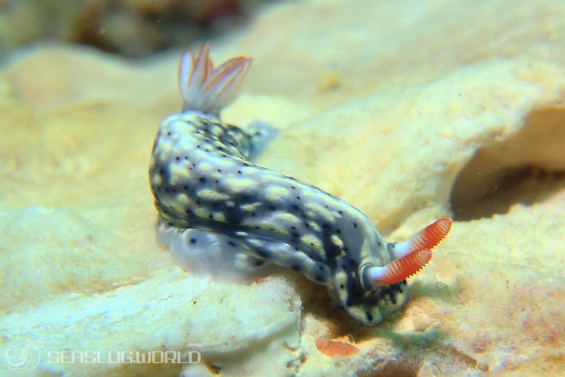 ホシゾラウミウシ Hypselodoris infucata