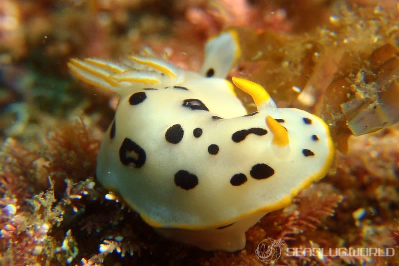 シロウミウシ Goniobranchus orientalis