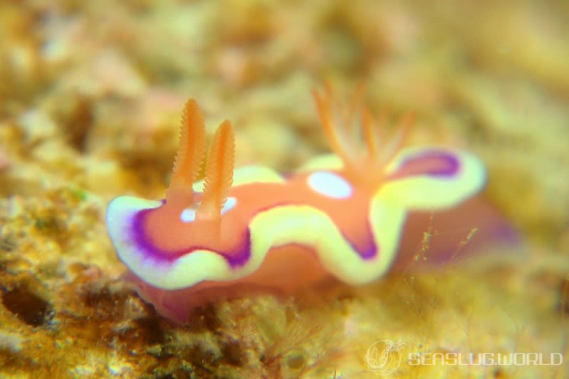 キベリアカイロウミウシ Mexichromis pusilla