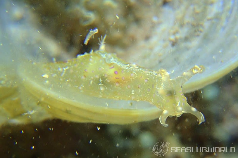 フサウミナメクジ Petalifera ramosa