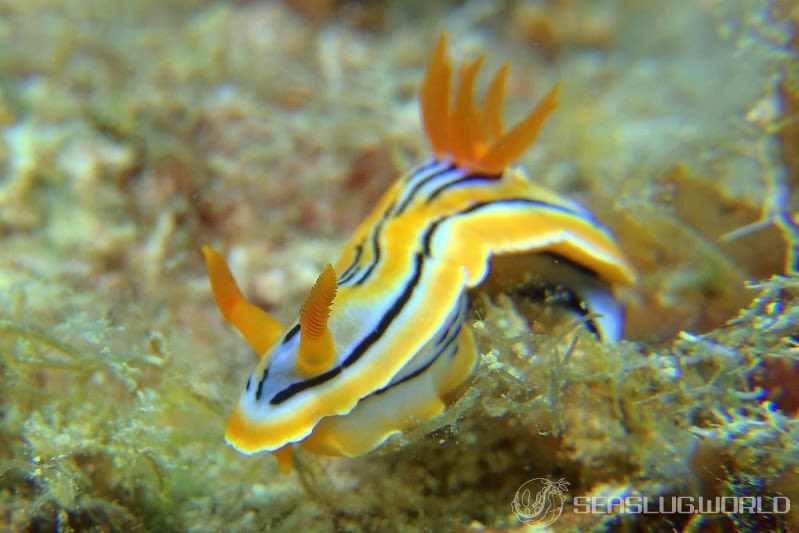 コールマンウミウシ Chromodoris colemani