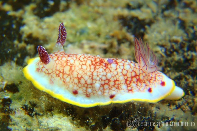 サラサウミウシ Goniobranchus sp.16