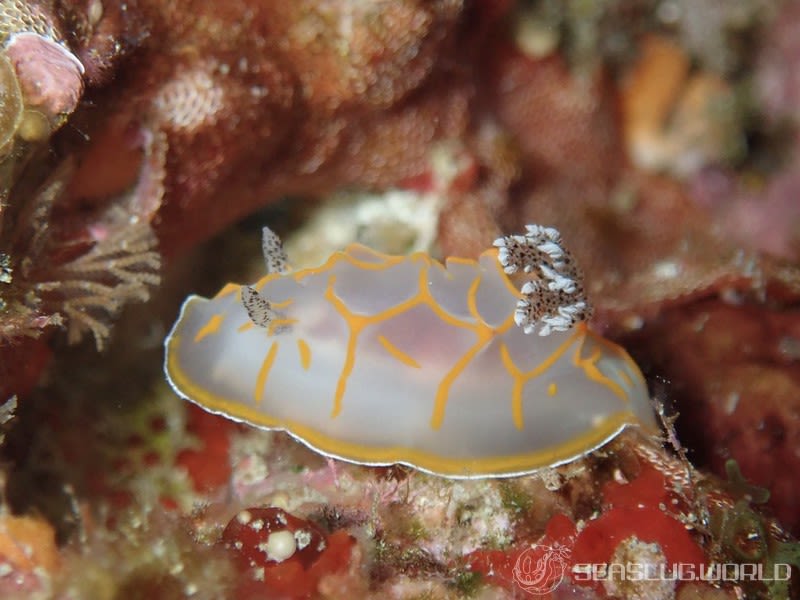 キスジカンテンウミウシ Halgerda diaphana