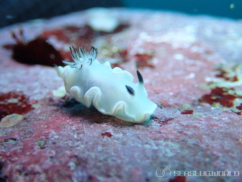 ジボガウミウシ Glossodoris misakinosibogae