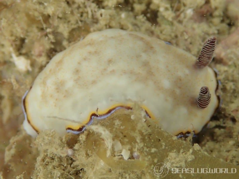 シラヒメウミウシ Goniobranchus sinensis