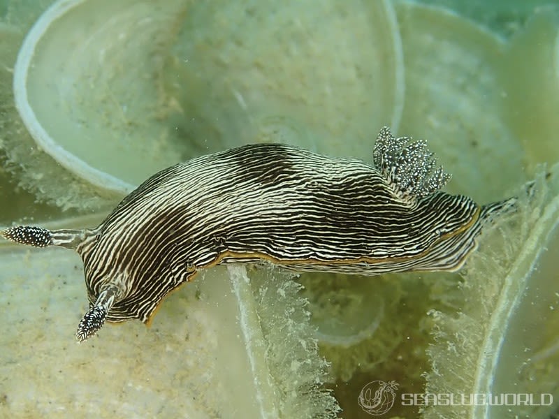 ホソスジイロウミウシ Chromodoris lineolata