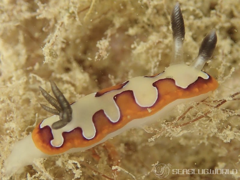 フジナミウミウシ Goniobranchus fidelis