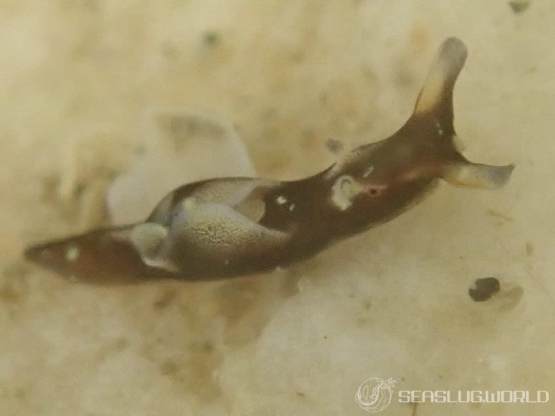 アプリシア・ニグロチンクタ Aplysia nigrocincta