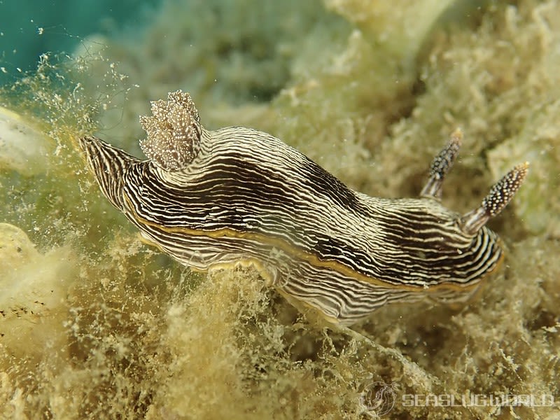 ホソスジイロウミウシ Chromodoris lineolata