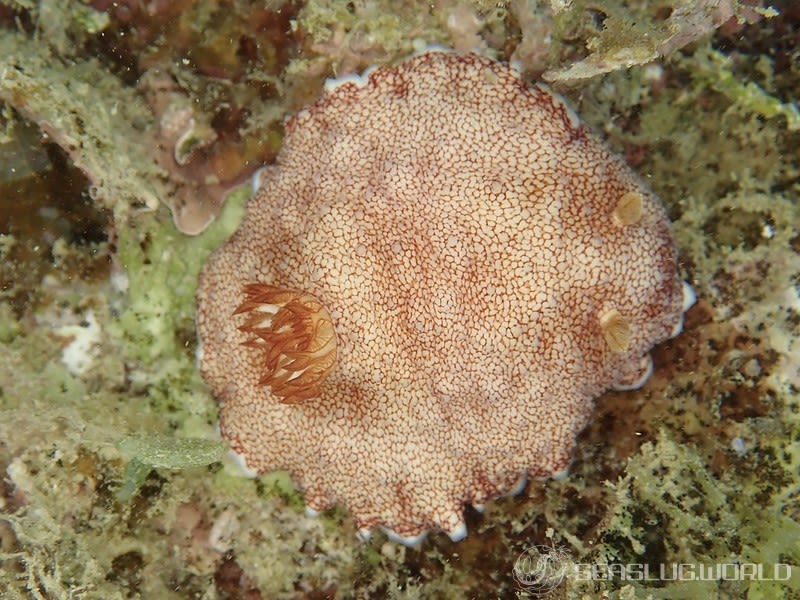 チリメンウミウシ Goniobranchus reticulatus