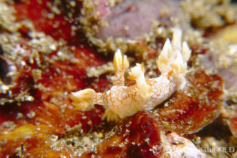 ヤマトユビウミウシ Bornella hermanni