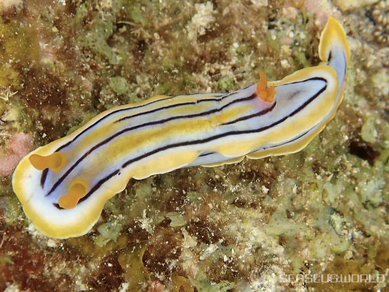 コールマンウミウシ Chromodoris colemani