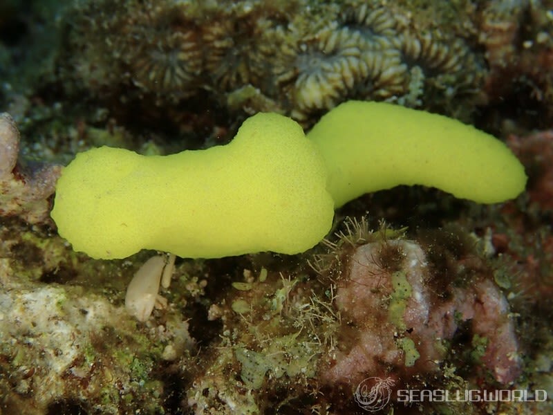 レモンウミウシ Notodoris citrina