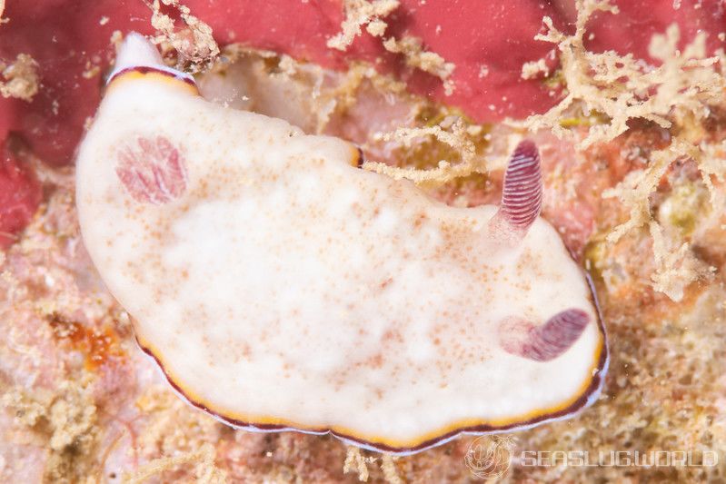 シラヒメウミウシ Goniobranchus sinensis