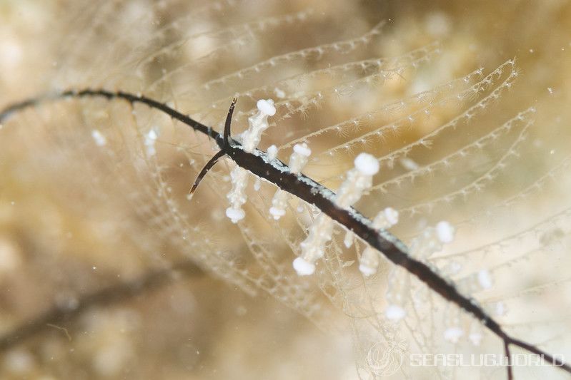 ヤマンバミノウミウシ Eubranchus putnami