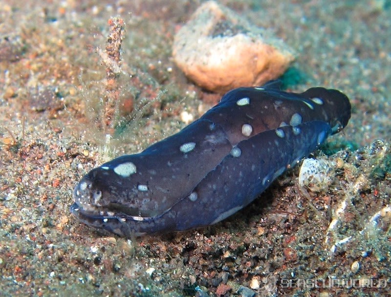 トゥブロフィリノプシス属の一種 1 Tubulophilinopsis sp. 1