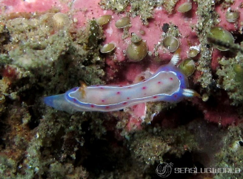 ミカドウミウシ Hexabranchus lacer