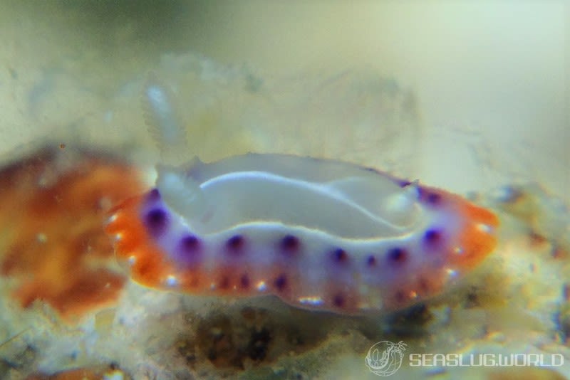 セトイロウミウシ Goniobranchus setoensis