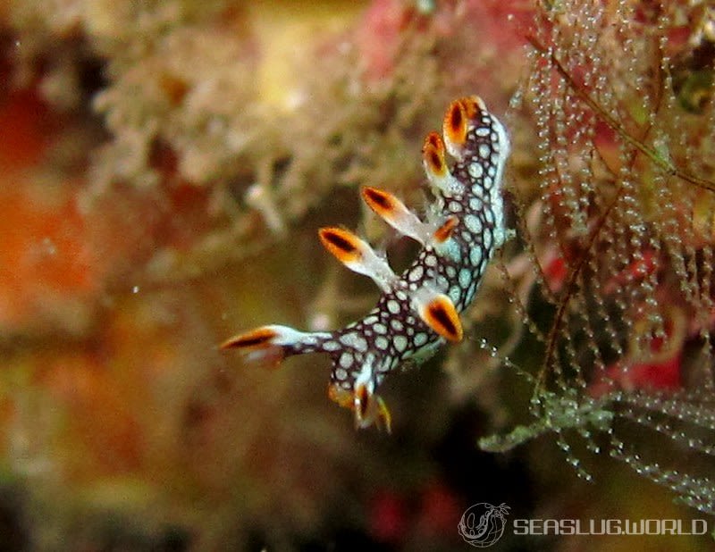 ヒオドシユビウミウシ Bornella anguilla