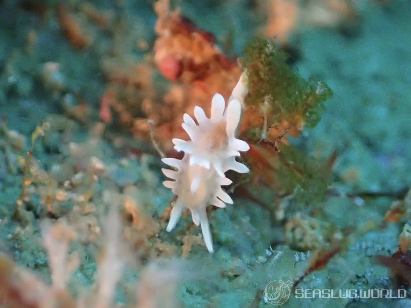 シロイバラウミウシ Bermudella japonica