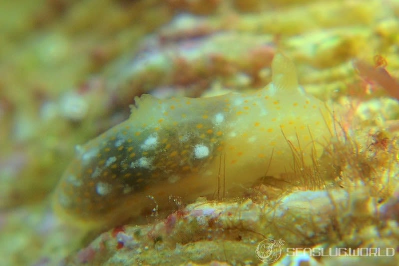 オキナワキヌハダウミウシ Gymnodoris okinawae