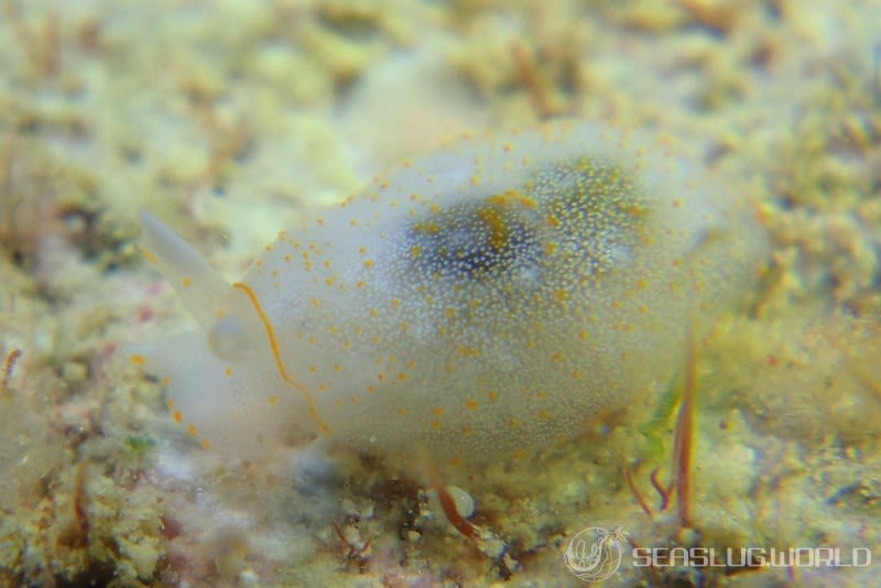 カメノコフシエラガイ Pleurobranchus peronii