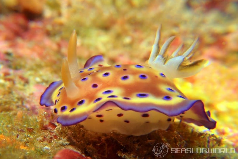 オトヒメウミウシ Goniobranchus kuniei