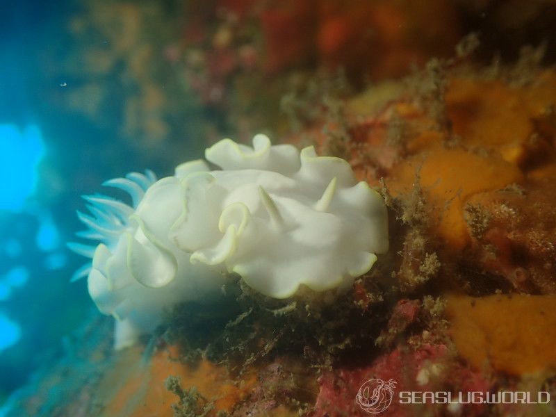 シロタエイロウミウシ Glossodoris buko