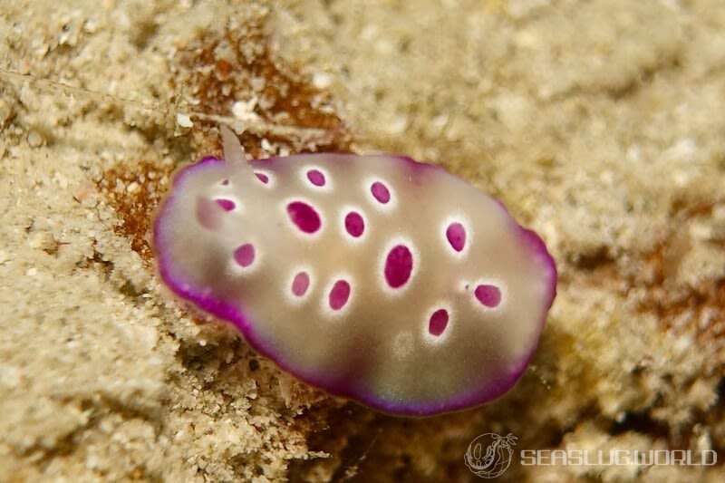 マダライロウミウシ Hypselodoris tryoni