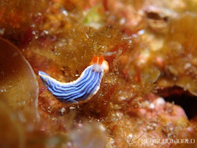 サメジマオトメウミウシ Dermatobranchus striatellus