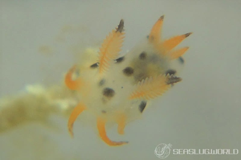 フジタウミウシ属の一種 2 Polycera sp. 2