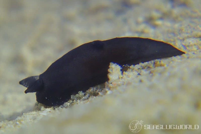 スミゾメキヌハダウミウシ Gymnodoris nigricolor