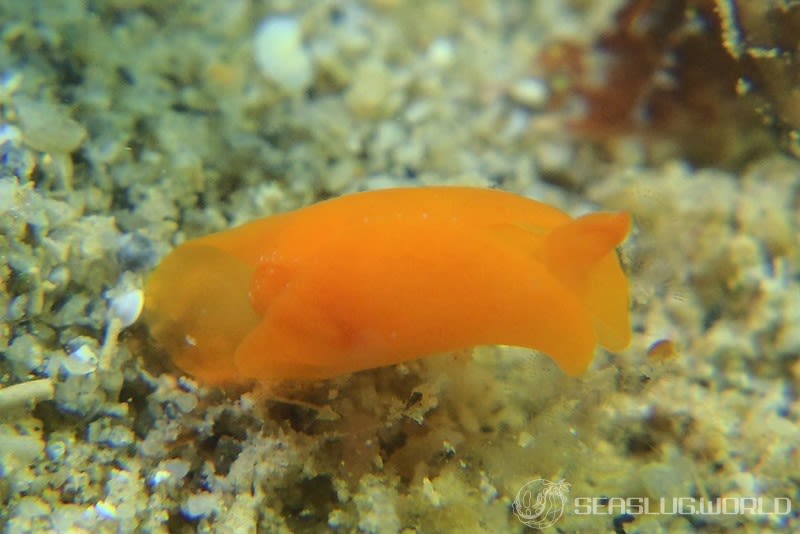 ウミコチョウ科の仲間 Gastropterid spp.